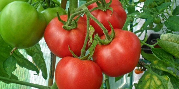 Étapes de l'alimentation des tomates dans une serre