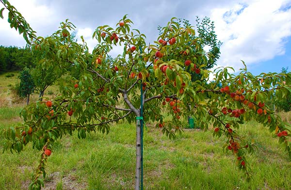 Where to plant a peach tree