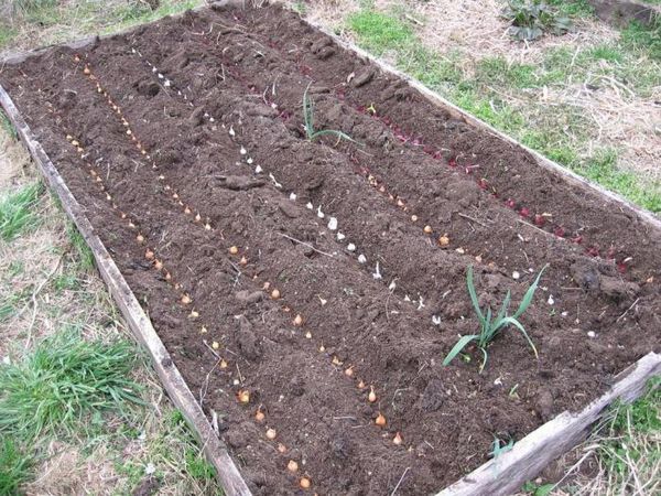 A bed for sowing onion sets in spring