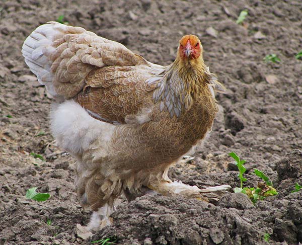The nature and temperament of chickens Brama