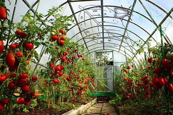 How to deal with whitefly on tomatoes in a greenhouse - ways