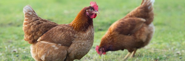كيفية تحديد عمر الدجاجة بالتصبغ