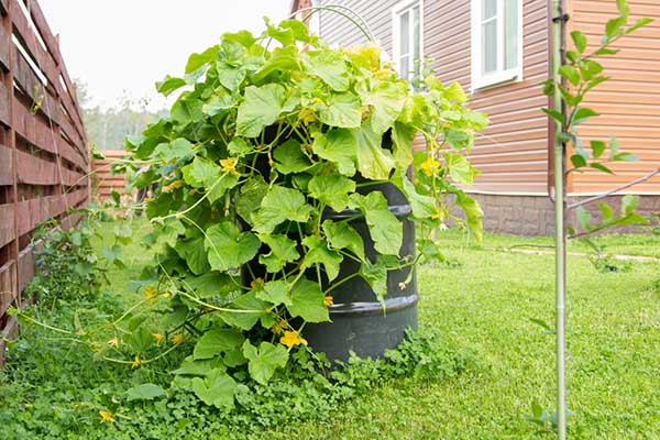 Comment planter et entretenir les concombres en barriques