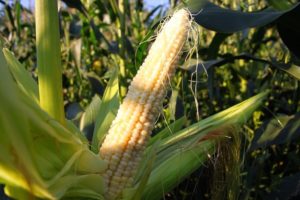 How to plant and grow corn in the garden
