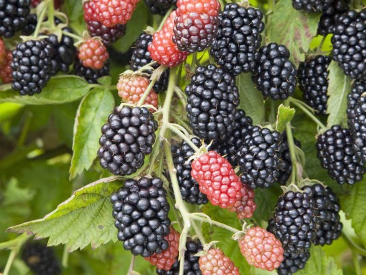 How to plant blackberries