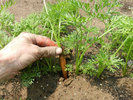 How to properly thin out carrots in the garden