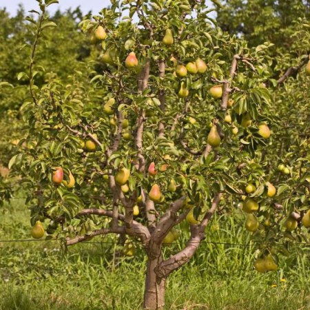How to care for a pear in the spring for a good harvest