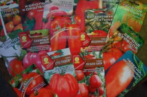 How to choose tomato seeds for seedlings