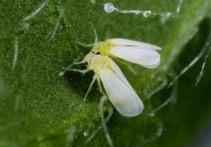 What does a whitefly look like?