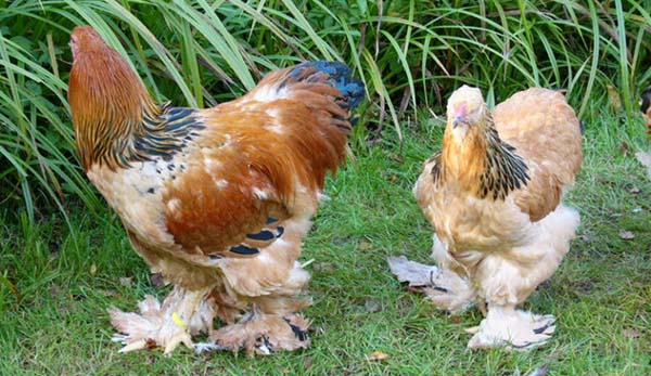 What does the cockerel and hen Brama look like?
