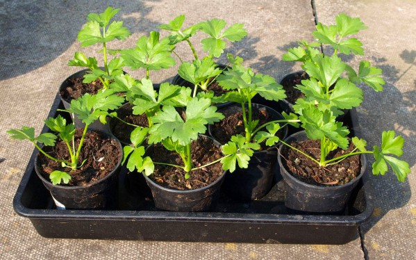 How to grow root celery seedlings