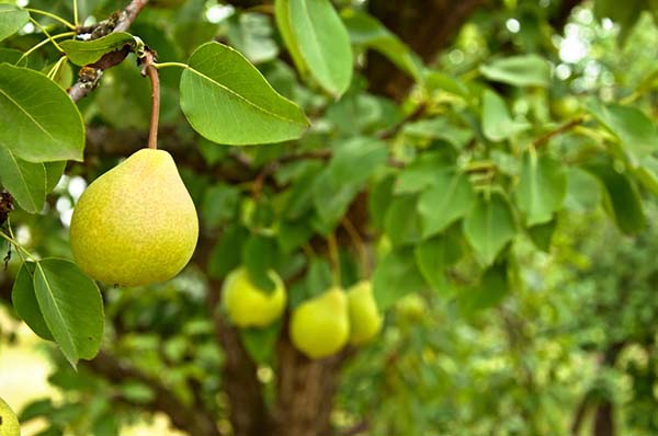 When and how to plant a pear
