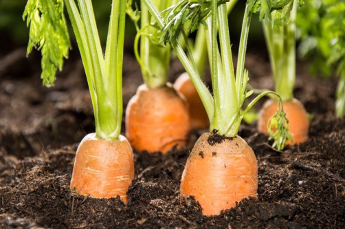 When to stop watering carrots