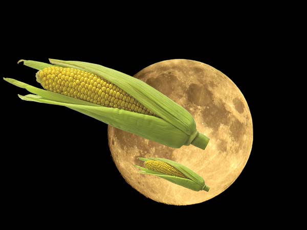 Kad stādīt kukurūzu atklātā zemē saskaņā ar Mēness kalendāru