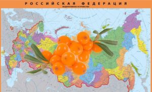 When to plant sea buckthorn in the Moscow region, the Volga region, the Urals and Siberia