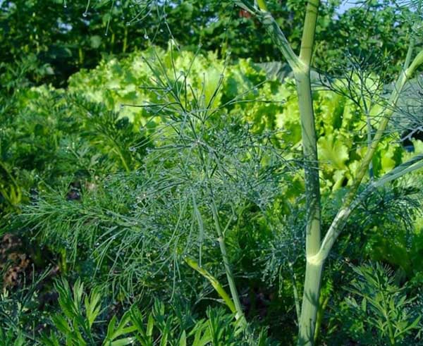 When to plant dill