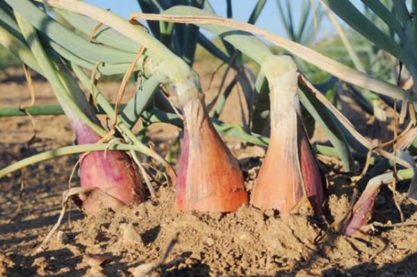 When to harvest shallots