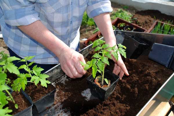 When to plant tomatoes in a greenhouse - determine readiness