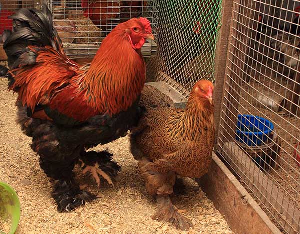 Hen and Rooster Brahma