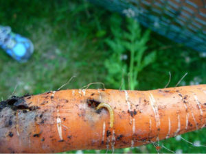 Carrot fly larva