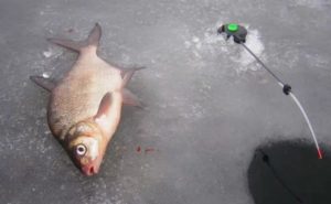 يصطاد سمك الدنيس مع أداة القفز في الشتاء
