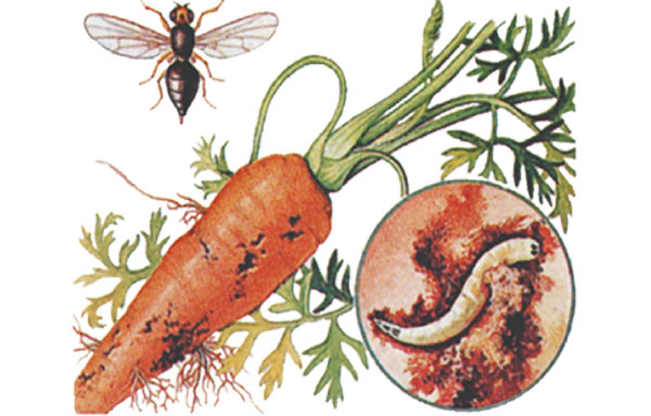 Carrot fly and fight against it