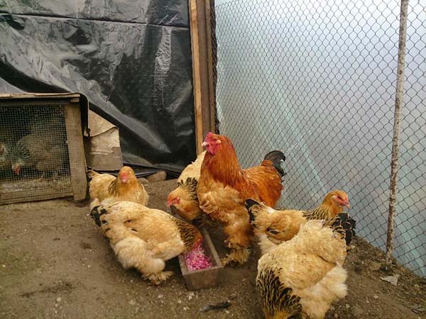 Description, care and features of keeping the Brama chicken breed
