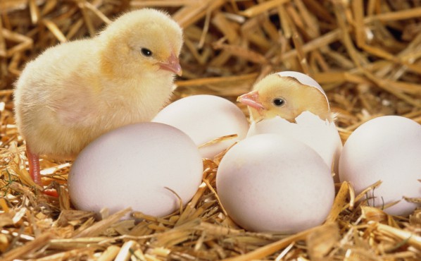 Determinando o sexo de uma galinha pelo ovo