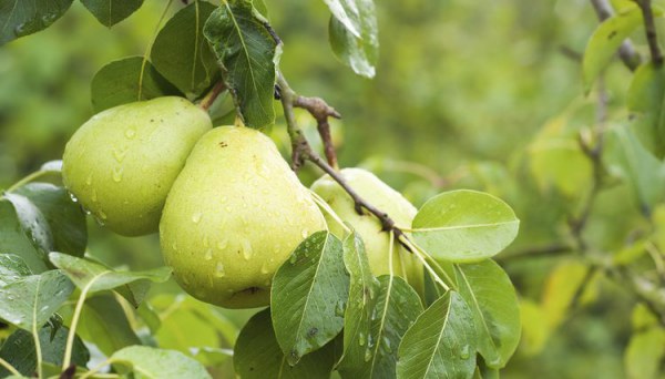 Errors when caring for a pear in spring