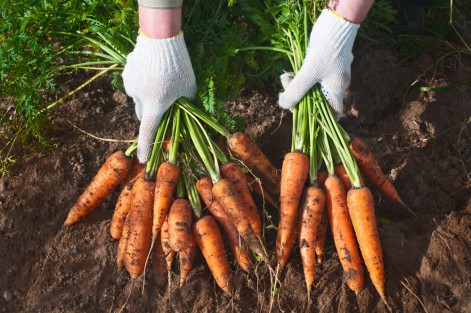 Features of watering carrots before harvesting