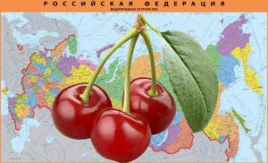 Features of planting cherries in spring in the regions