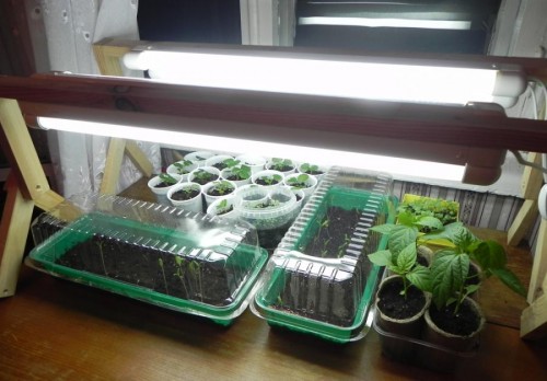 It is necessary to use a phytolamp for lighting