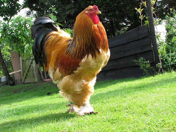 Distinctive features of the Brama rooster