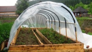 Film greenhouse for tomato seedlings