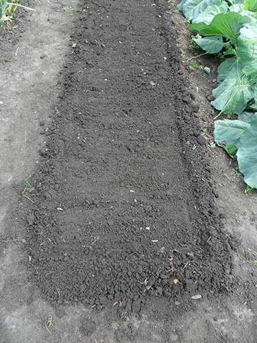 A kert és a talaj előkészítése a retek számára