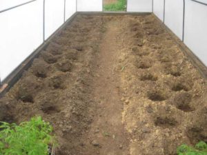 Soil preparation in a greenhouse for planting tomato seedlings