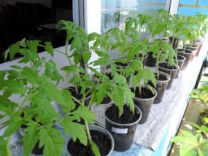 Preparing tomato seedlings for planting in a greenhouse