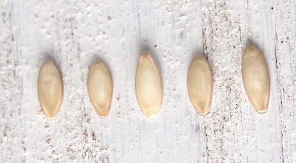 Preparing cucumber seeds for sowing