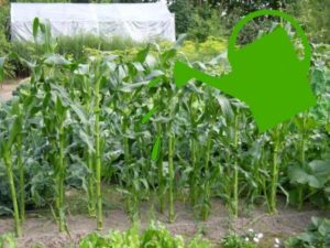 Kukorica öntözése az országban