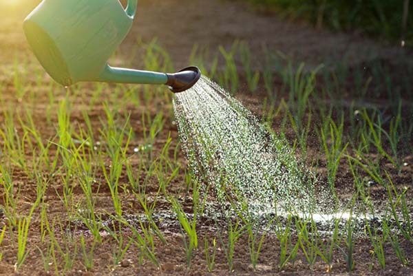 Watering onions during germination and growth
