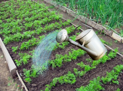 Watering carrots with a watering can