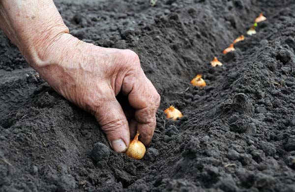 Planting onion sets in open ground