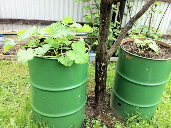 Planting cucumbers in barrels