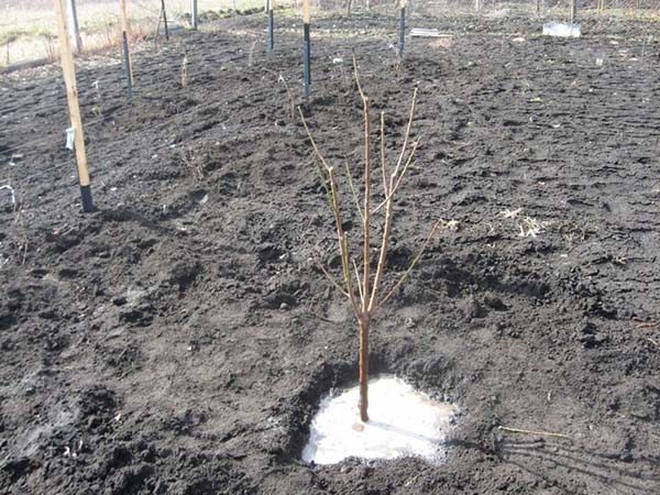دليل خطوة بخطوة لزراعة شتلة شجرة الخوخ