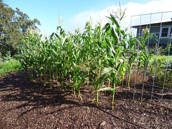 Planter, entretenir et cultiver du maïs dans le pays