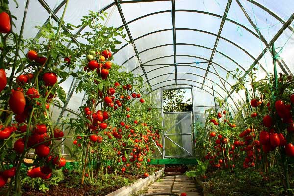 Correct planting in the greenhouse is the key to a good tomato harvest