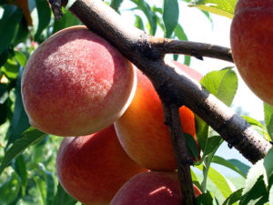 Peach grafting