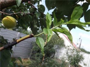 Peach grafting on apricot
