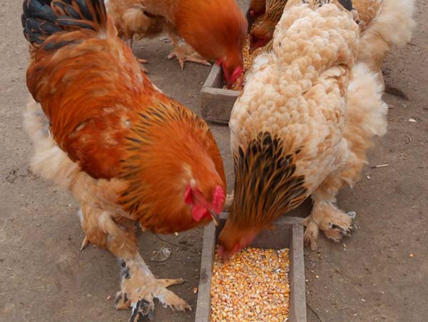 Diet and nutrition of Brama chickens