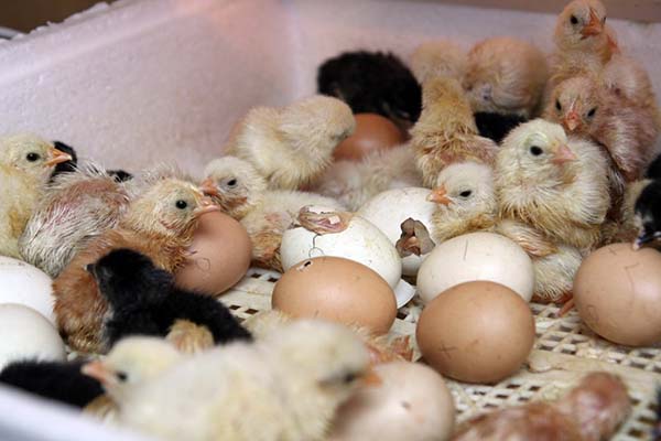 Breeding Brama chickens with eggs from an incubator